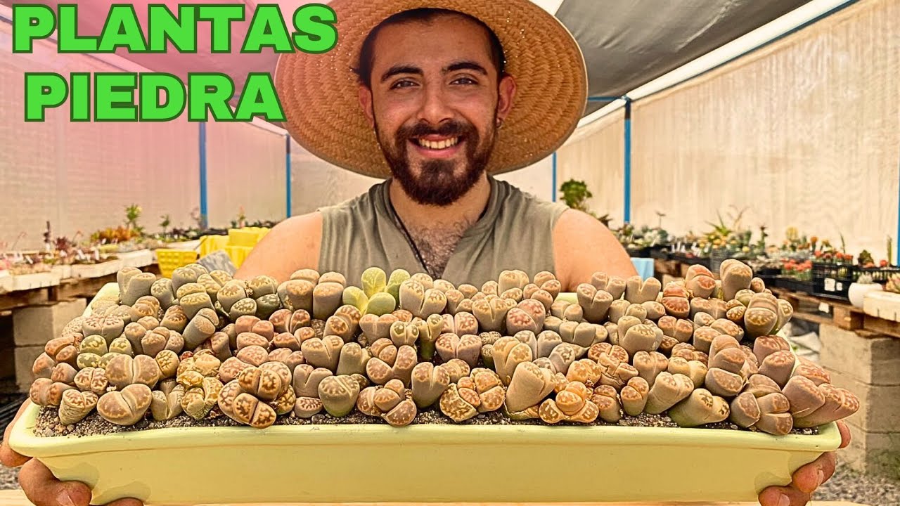 Arreglo de lithops PLANTA PIEDRA 😵