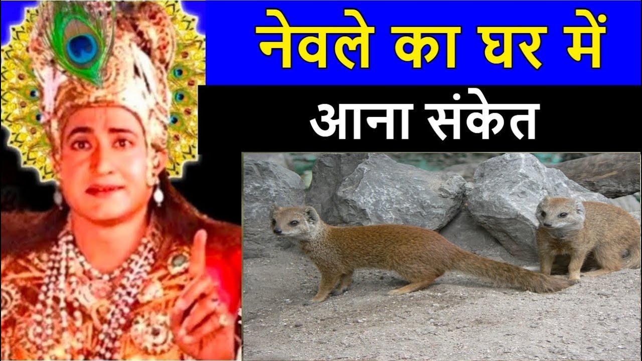 नेवले का घर में आना संकेत ! क्या कहते श्री कृष्ण ! nevale ka ghr me aaan !