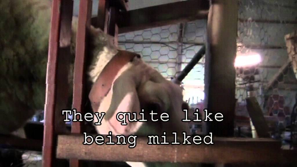 Milking The Sheep