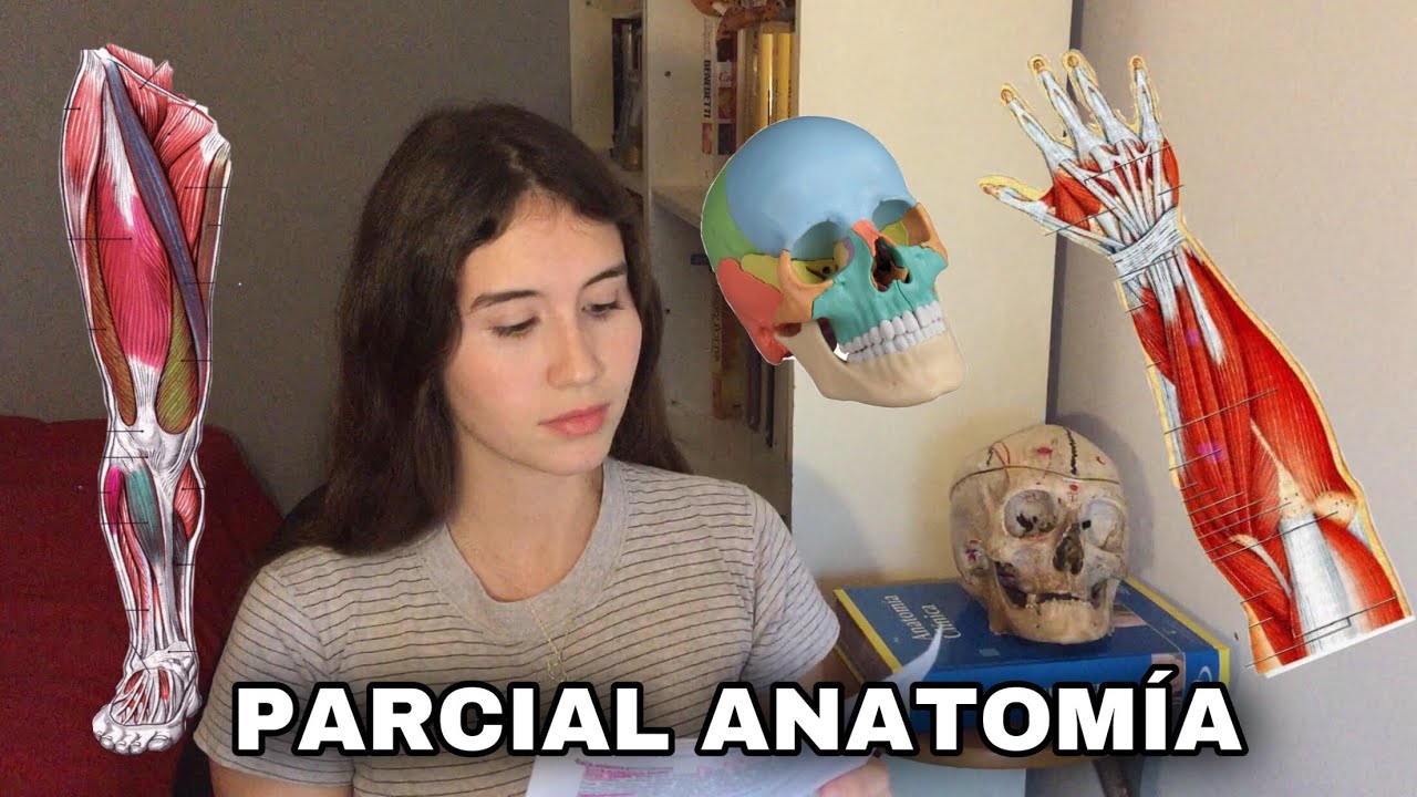 Parcial de ANATOMÍA ¿Qué estudiar? - LOCOMOTOR UBA