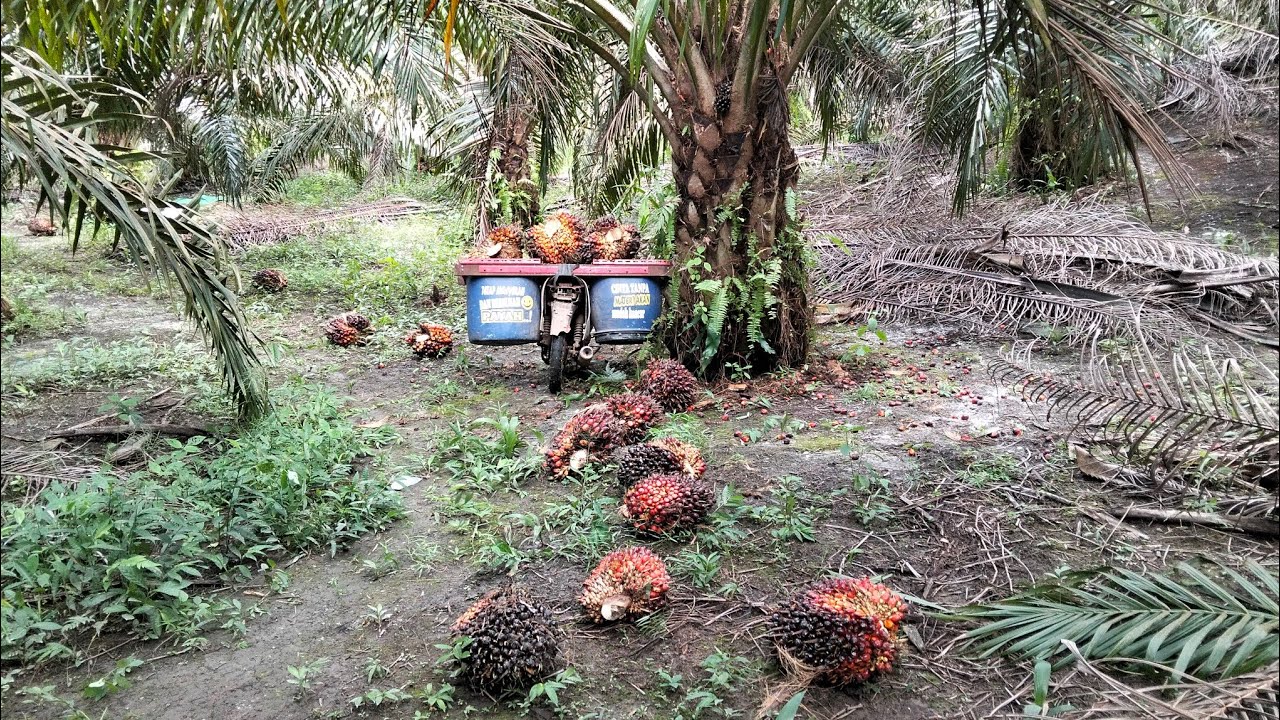  Buah berserak,Hasil panen siap di lansir ..! #leektani #sawit #panen 