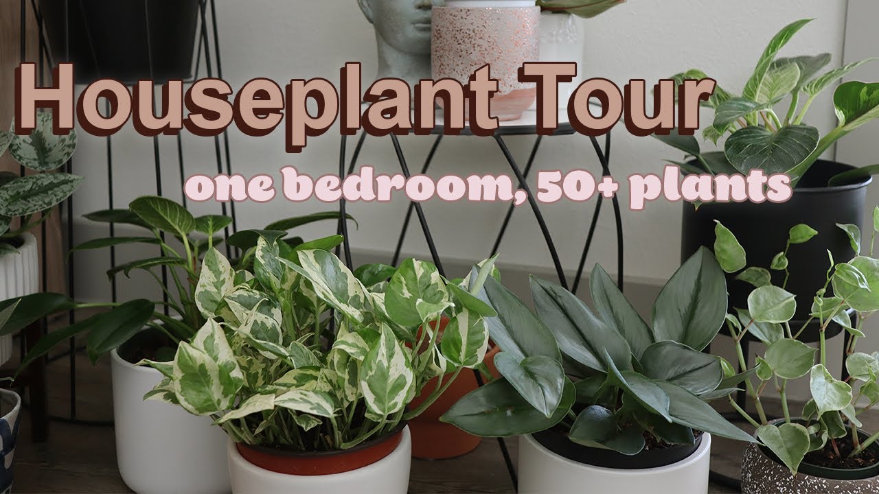 Plant Tour 2021 🌿 50+ Houseplants In My Small Apartment