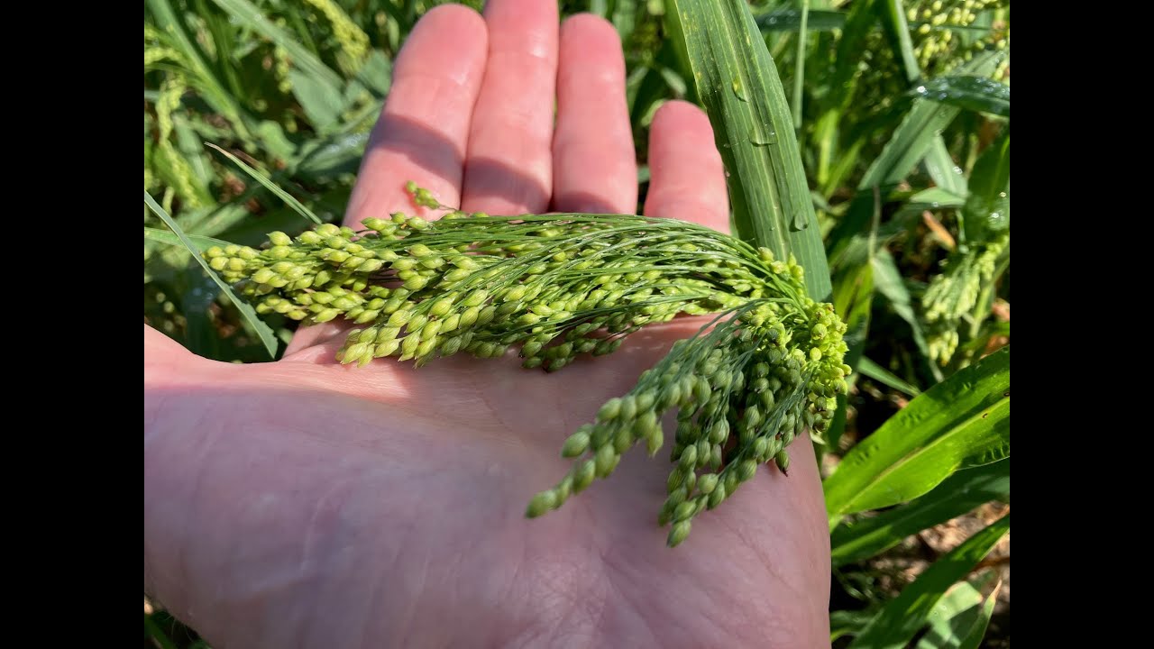 Proso Millet Wheat Rotation