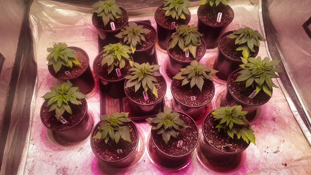 DuoLux 600 LED in a 4x4 Grow Tent - EP. 4 Going Full Spectrum