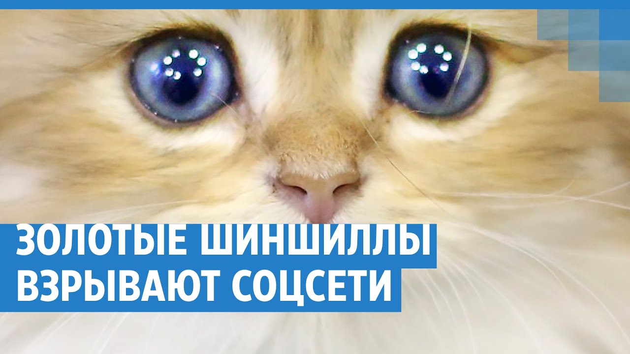 Золотые шиншиллы из Новосибирска взрывают соцсети | NGS.RU