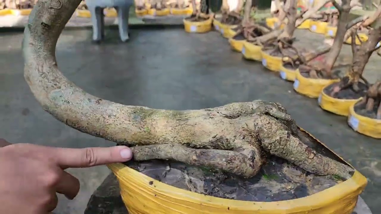 Mùng 6 tết Tiến 0363351836 mai phôi bonsai đẹp giá rẻ