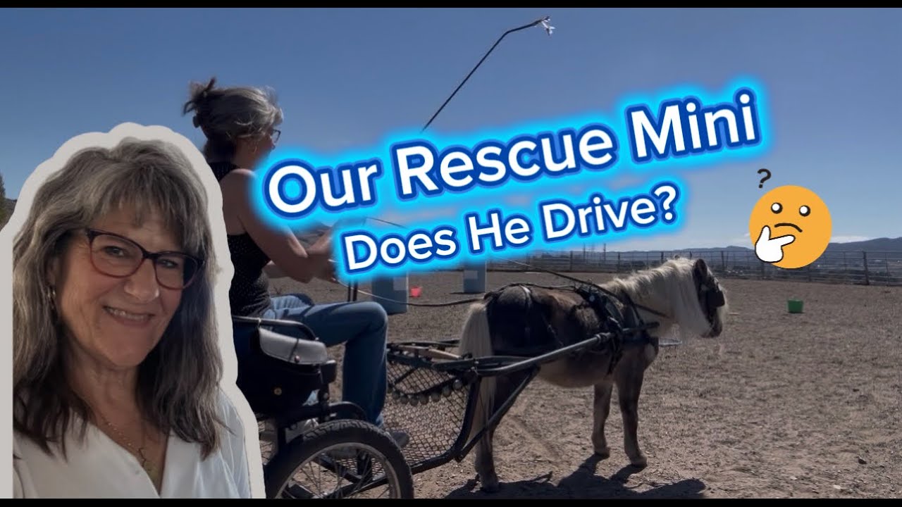 👉 Our Rescue Mini’s First Drive — Does He Have ANY Training??