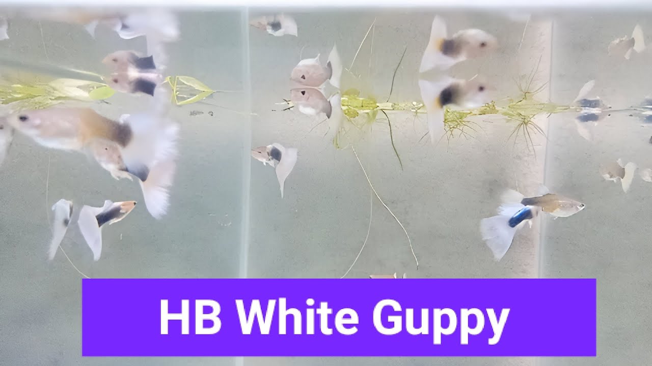 HB WHITE GUPPY FROM MY GOOD FRIEND 🐟🐟🐟