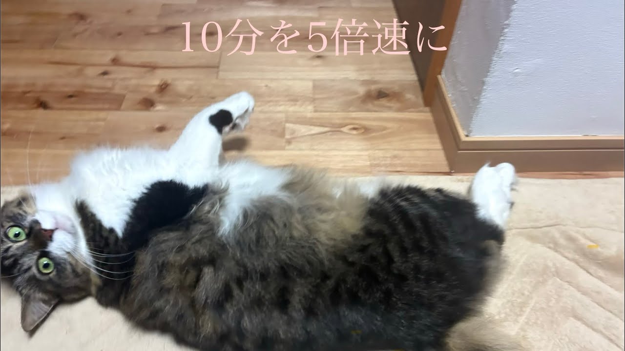 【倍速】今日の昼寝#9 ＃大豆さん＃小豆さん #猫のいる暮らし 