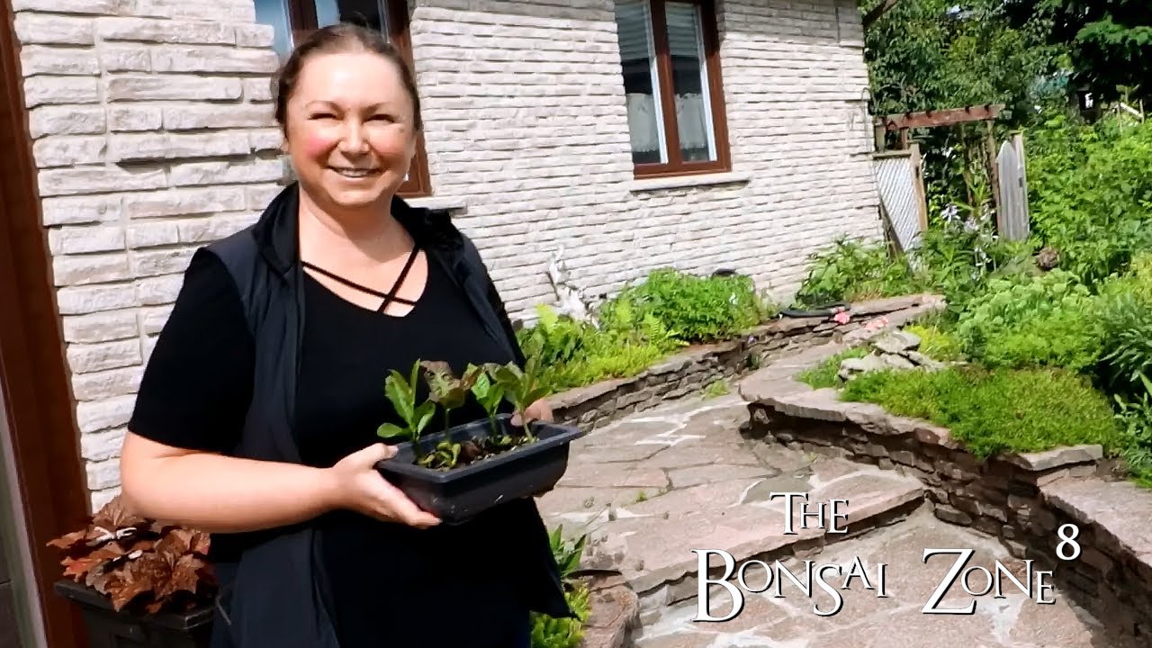 Making a Bonsai Pot at Izabela's, Part 1, The Bonsai Zone, July 2021