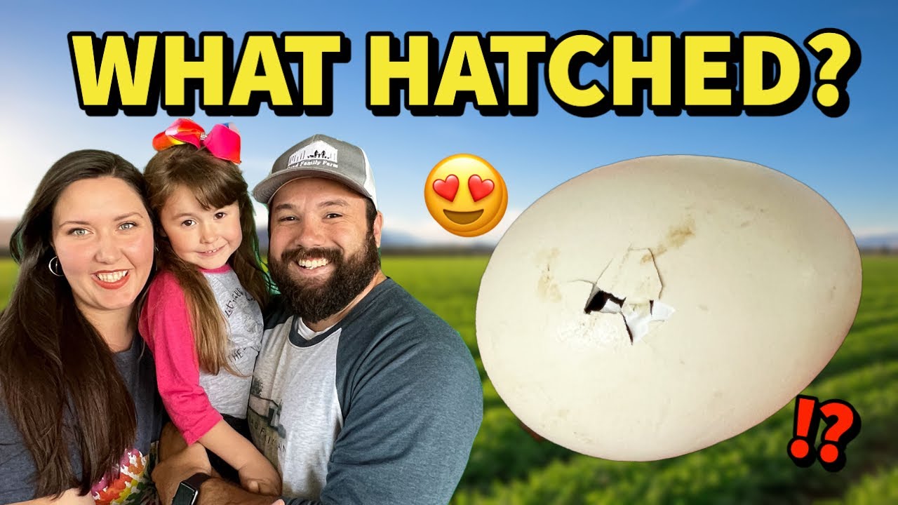 Hatching Silkie Chickens With Broody Hens On The Homestead
