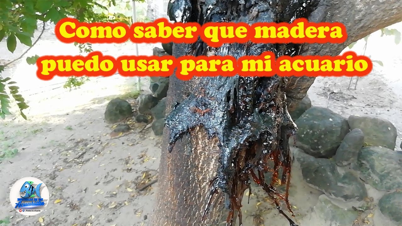 Como saber que madera puedo usar para el acuario