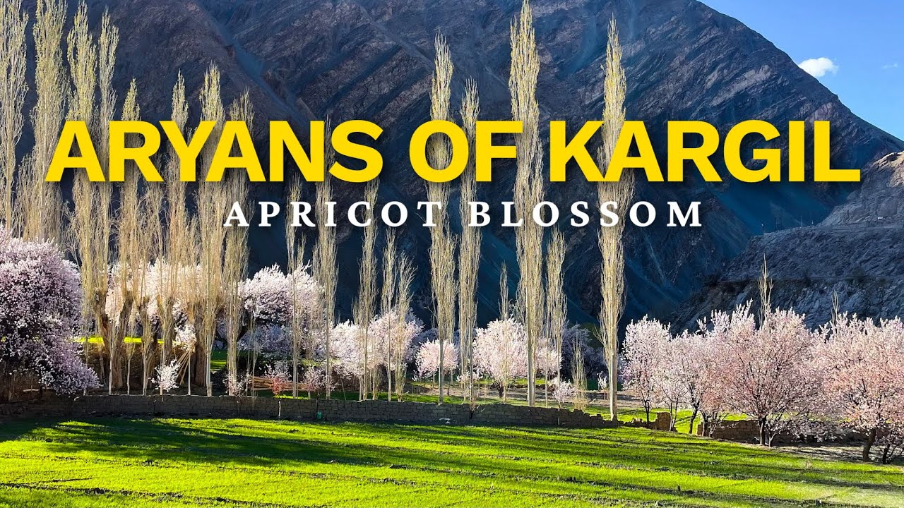 Kargil’s Hidden Aryan Villages & Apricot Blossom Story
