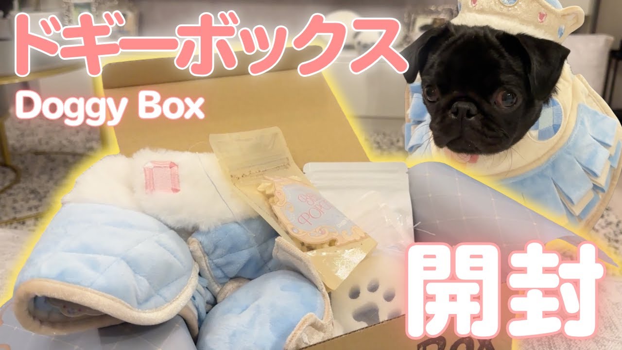 【ドギーボックス】届いた瞬間からテンション爆上がりな黒パグがかわいすぎる😂