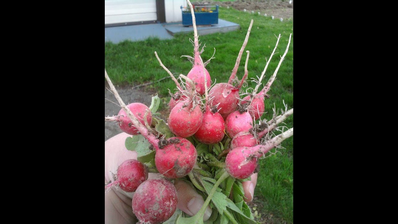 Planting & Harvesting Radishes - Straight to the Point