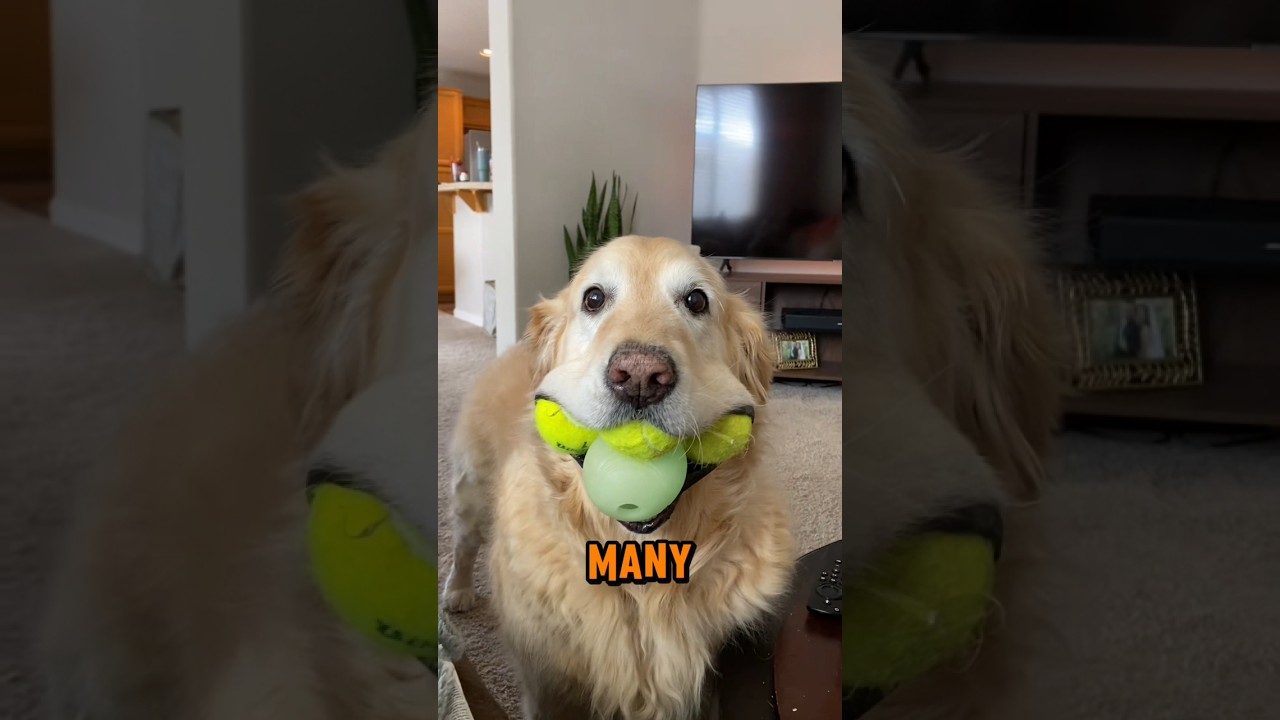 3 Popular Dog Toys You Should Avoid #animals