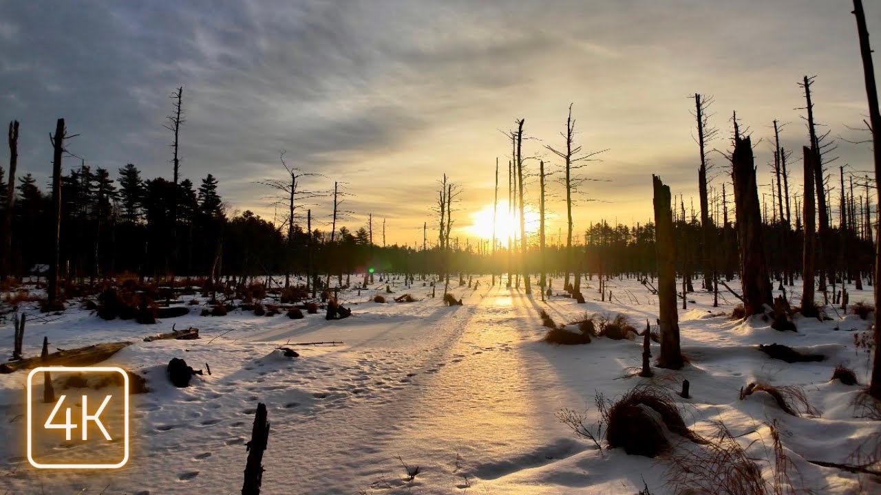 Winter Walk in Maine Forest | Tranquil Snow-Covered Woodland