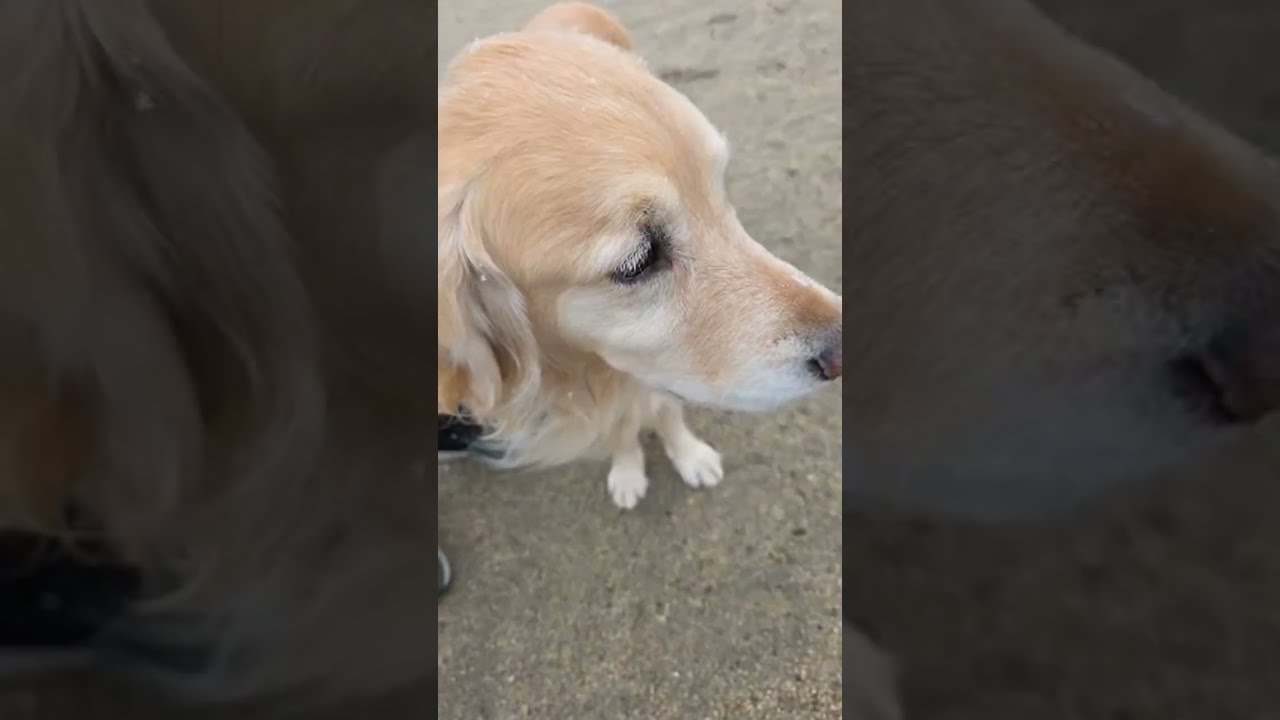 公園積もってるかなー