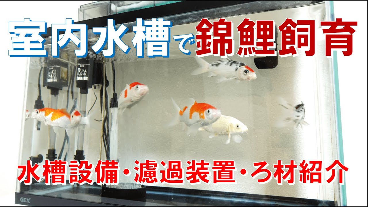 室内60cm水槽で7本の錦鯉飼育！～設備紹介～
