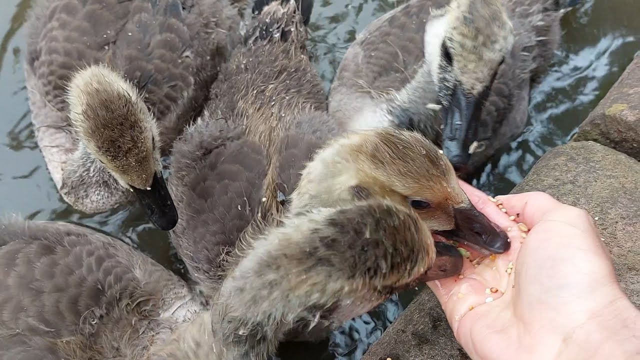 Almost juvenile Canada Geese Goslings from 2 Families Being Fed