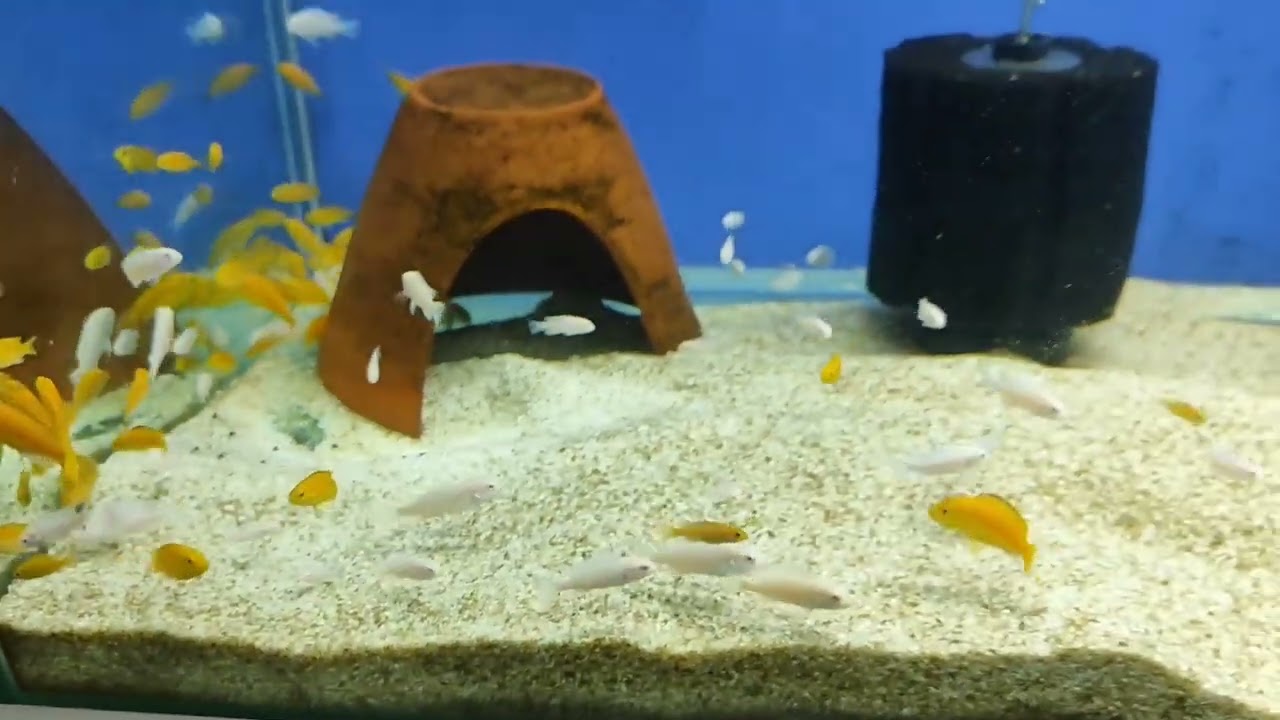 Kendi üretimin gibisi varmı?