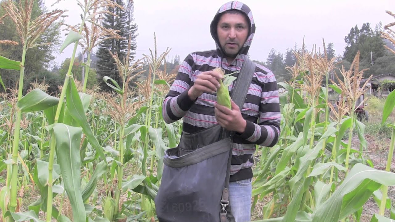 Learn Sweet Corn Growing And Harvesting Tips From Seeds of Change
