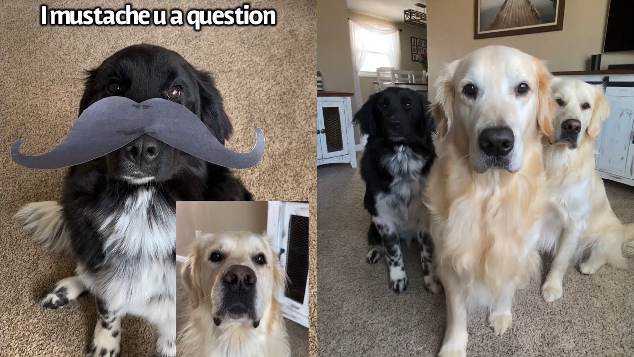 Puppy Gets Big Valentine's Day Surprise!