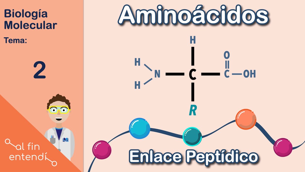 ¿Qué son y cómo se unen los aminoácidos? Al fin entendí: Biología Molecular