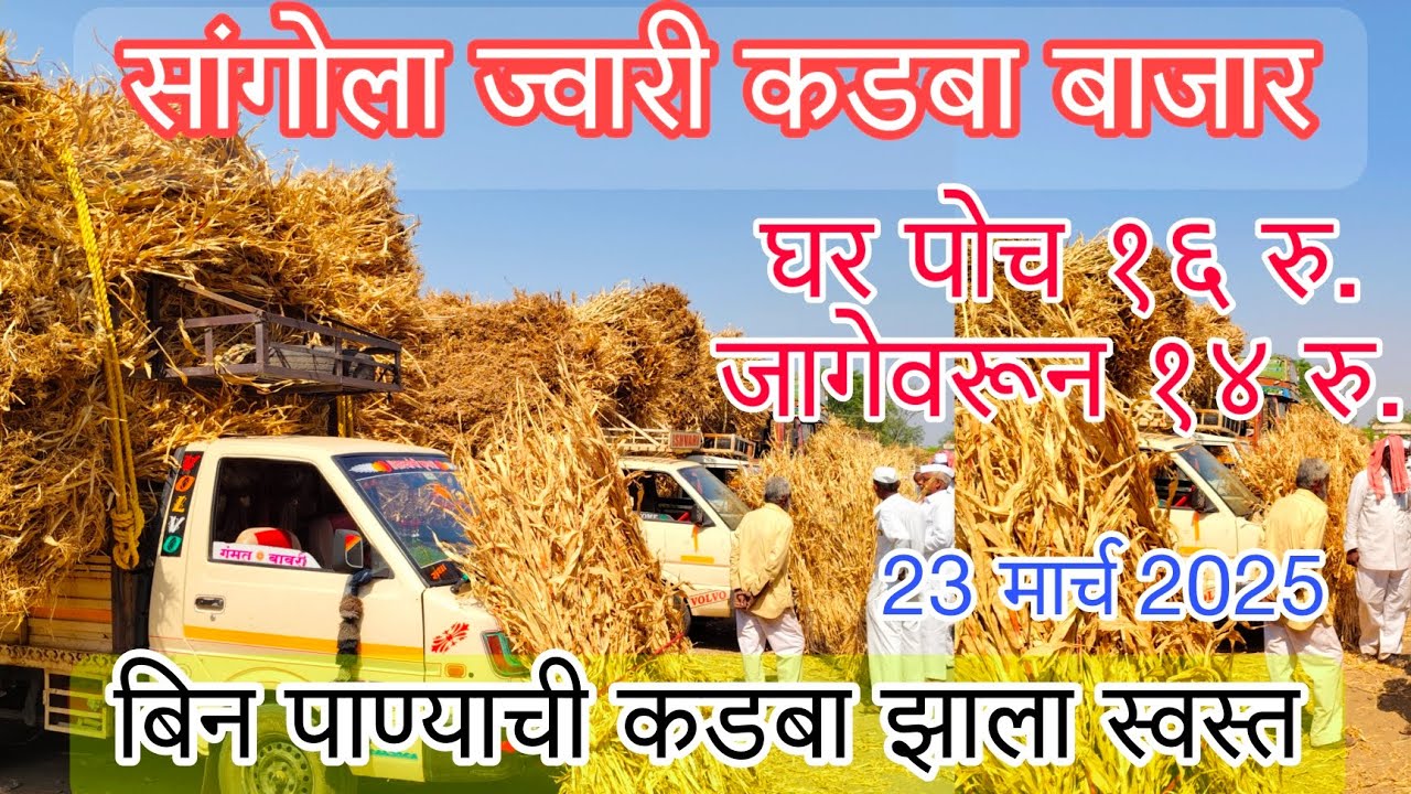 ज्वारीचा सुखा कडबा शेकडा दर व सुखा चारा बाजार भाव तूर भुसा, हरबरा भुसा दर जाणून घ्या #तूर_भुसा #कडबा
