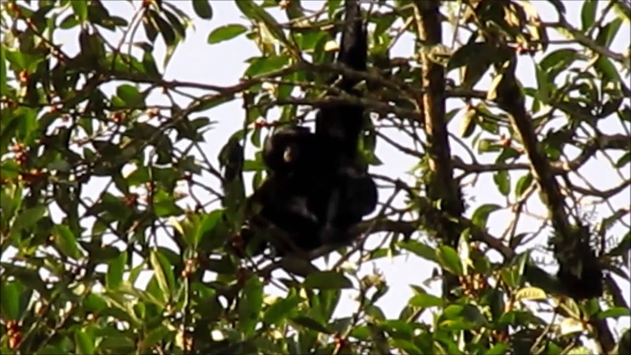 Wildlife of Malaysia