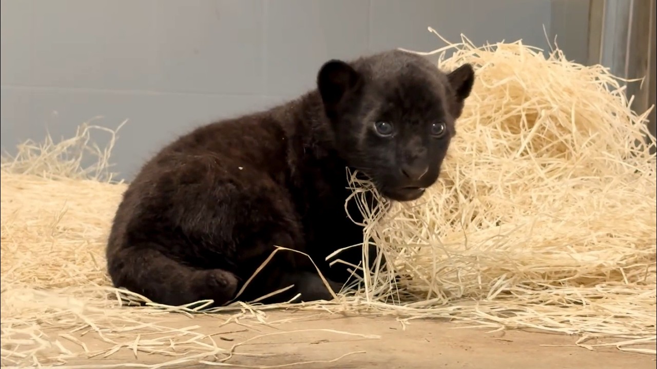 Jaguar Cub Meets His Father Tito