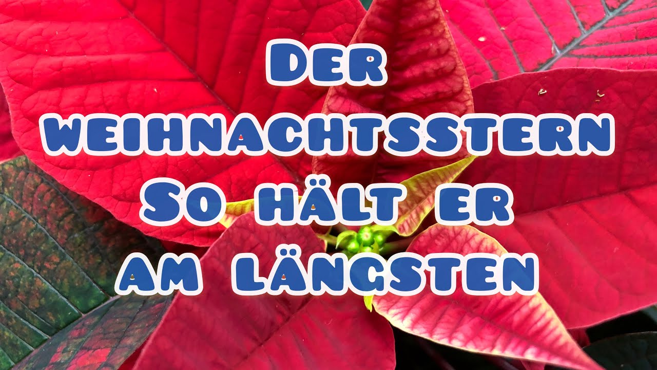 Weihnachtssterne richtig pflegen