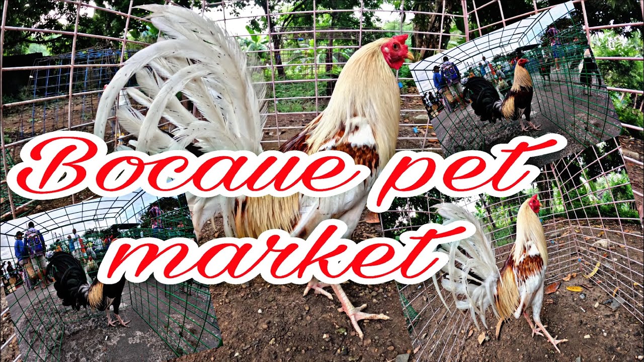 Bocaue pet market .