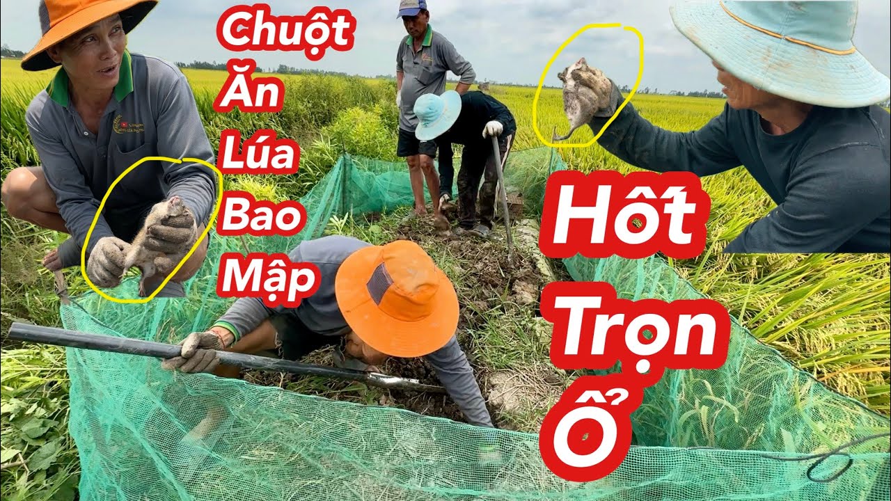 Cách Bắt Chuột Hiệu Quả Vào Mùa Khô | Bông Lúa Đồng Tháp