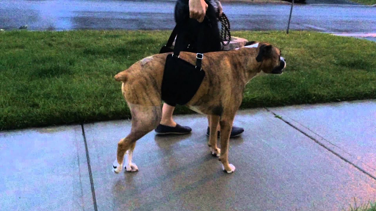 TPLO Surgery Recovery - Day 2 (Journey's Journey)
