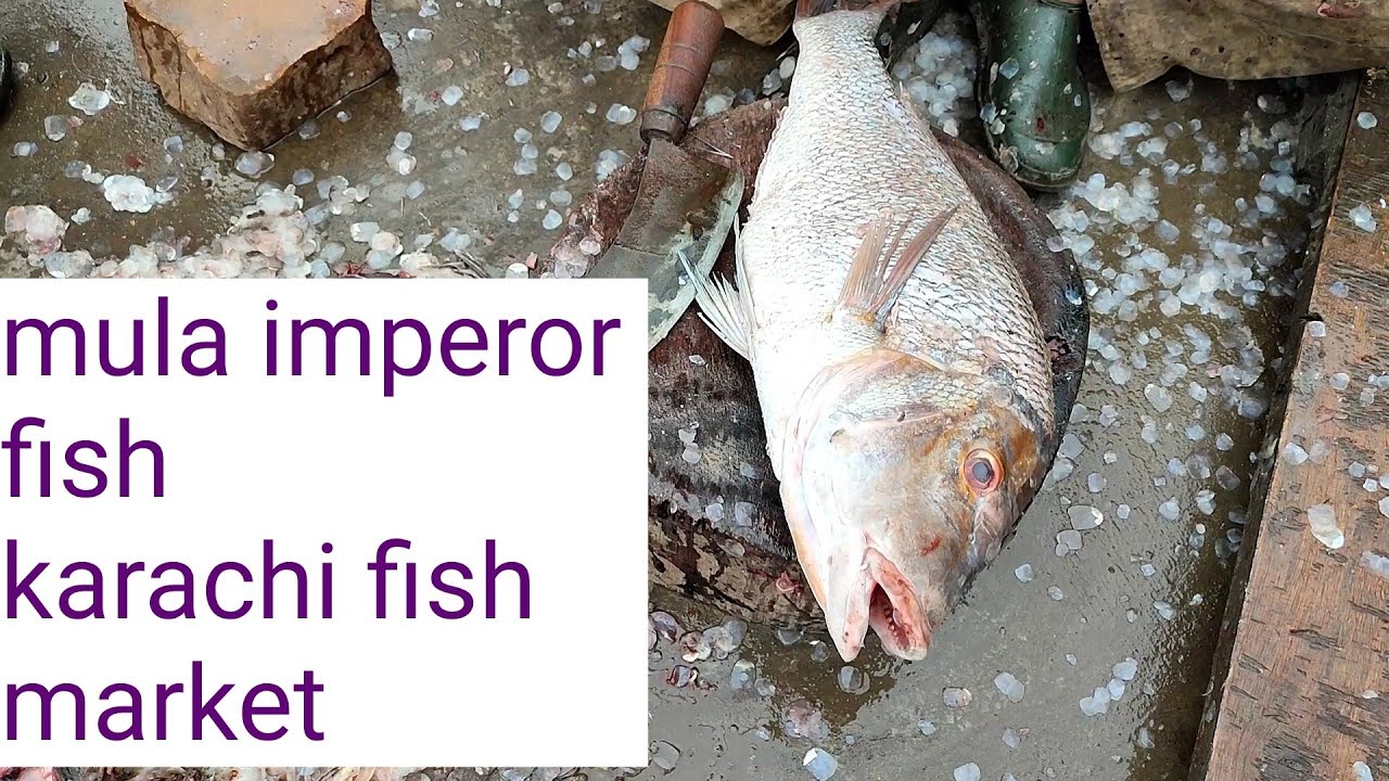 fish video fish update mula fish update fish market karachi fshries