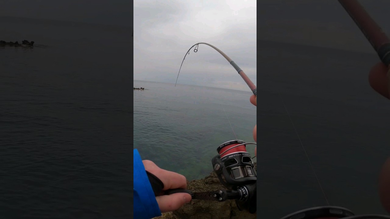 Big amberjack on lrf tackle!! #fishing #amberjack #fishingvideo #lrf #shorefishing #shorts