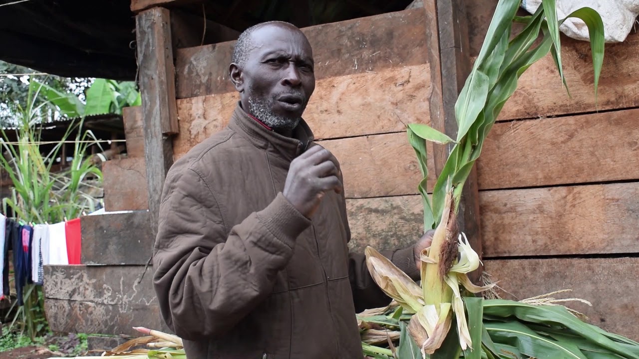 Kenya, Nyeri County - Silage making