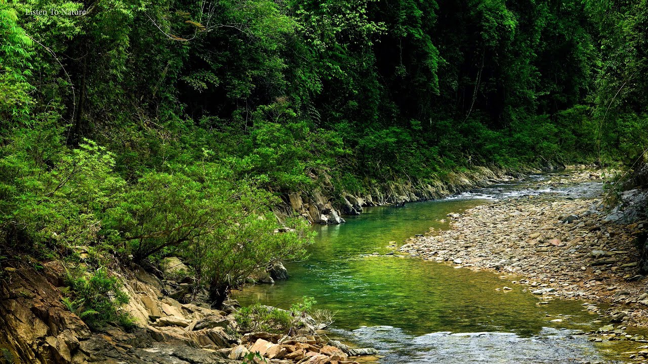 Relaxing sounds of nature. birds chirping. Babbling stream. Melody of the forest. ASMR