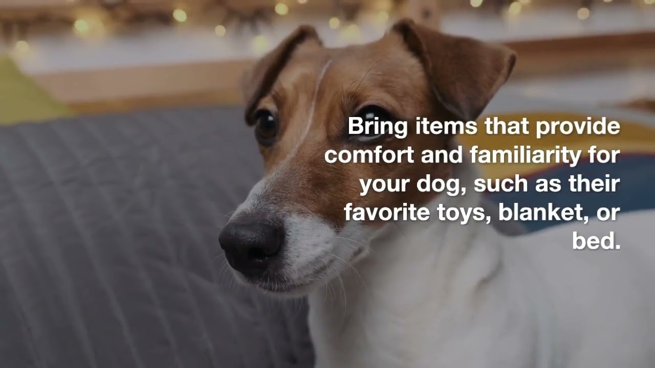 tips for traveling with dog