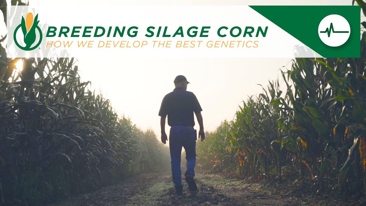 Breeding Silage Corn