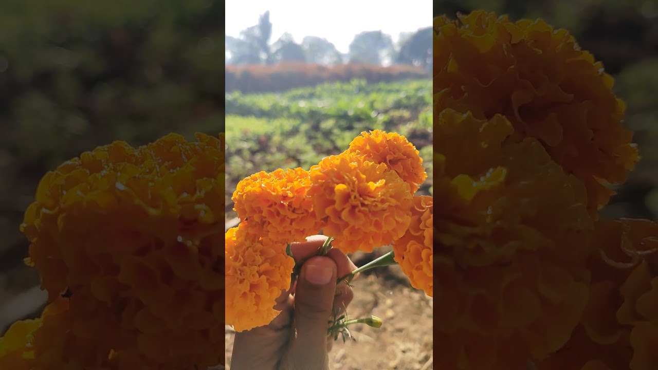 Farming Future में आपका स्वागत है।