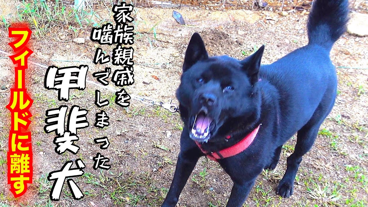 家族親戚を噛んでしまった甲斐犬（二日目）名前変えました