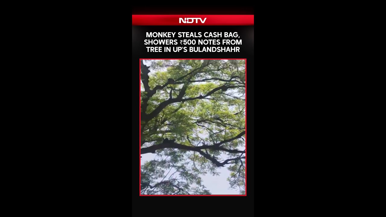 Uttar Pradesh News | Monkey's Cash Heist! ₹500 Notes Rain From Tree In UP's Bulandshahr