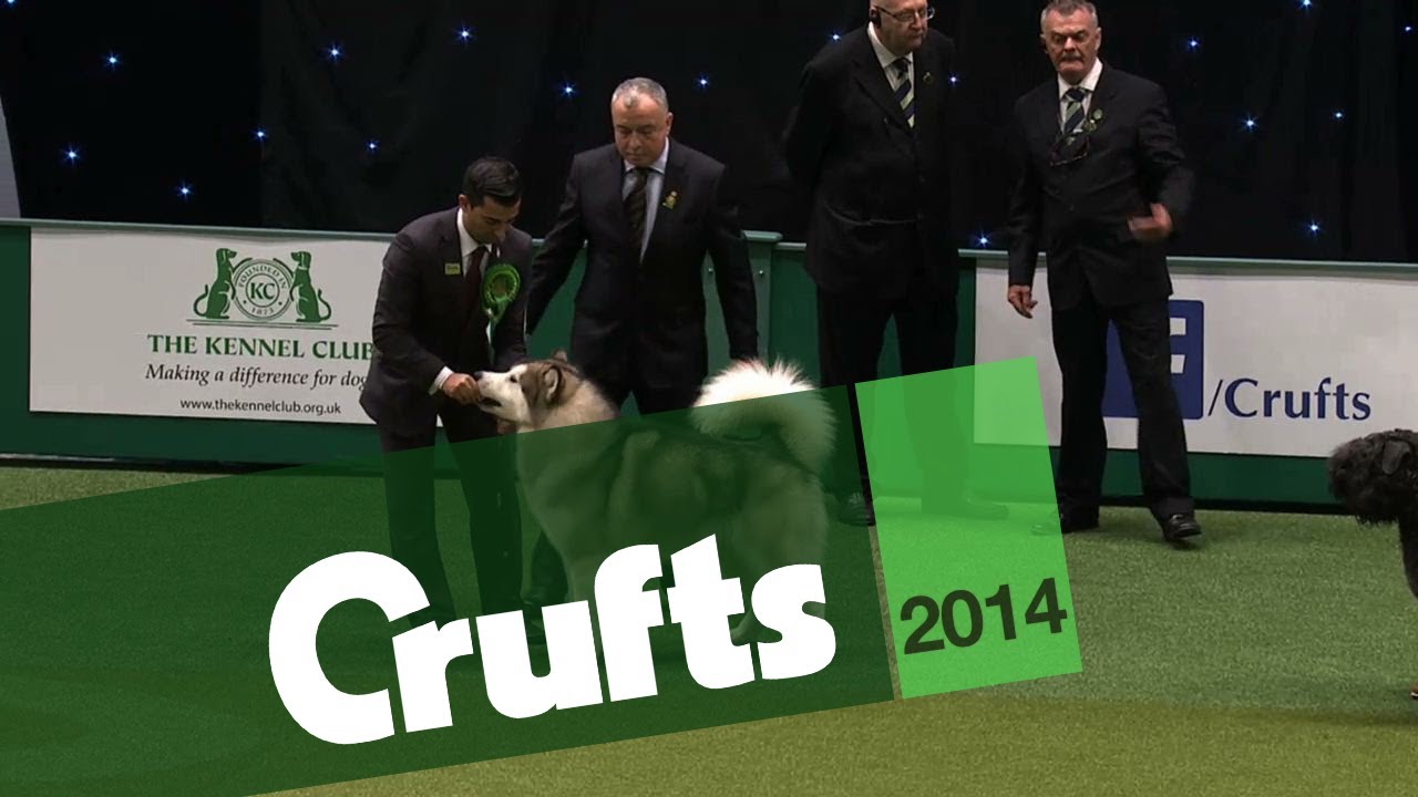 Group Judging | Working Group | Crufts 2014