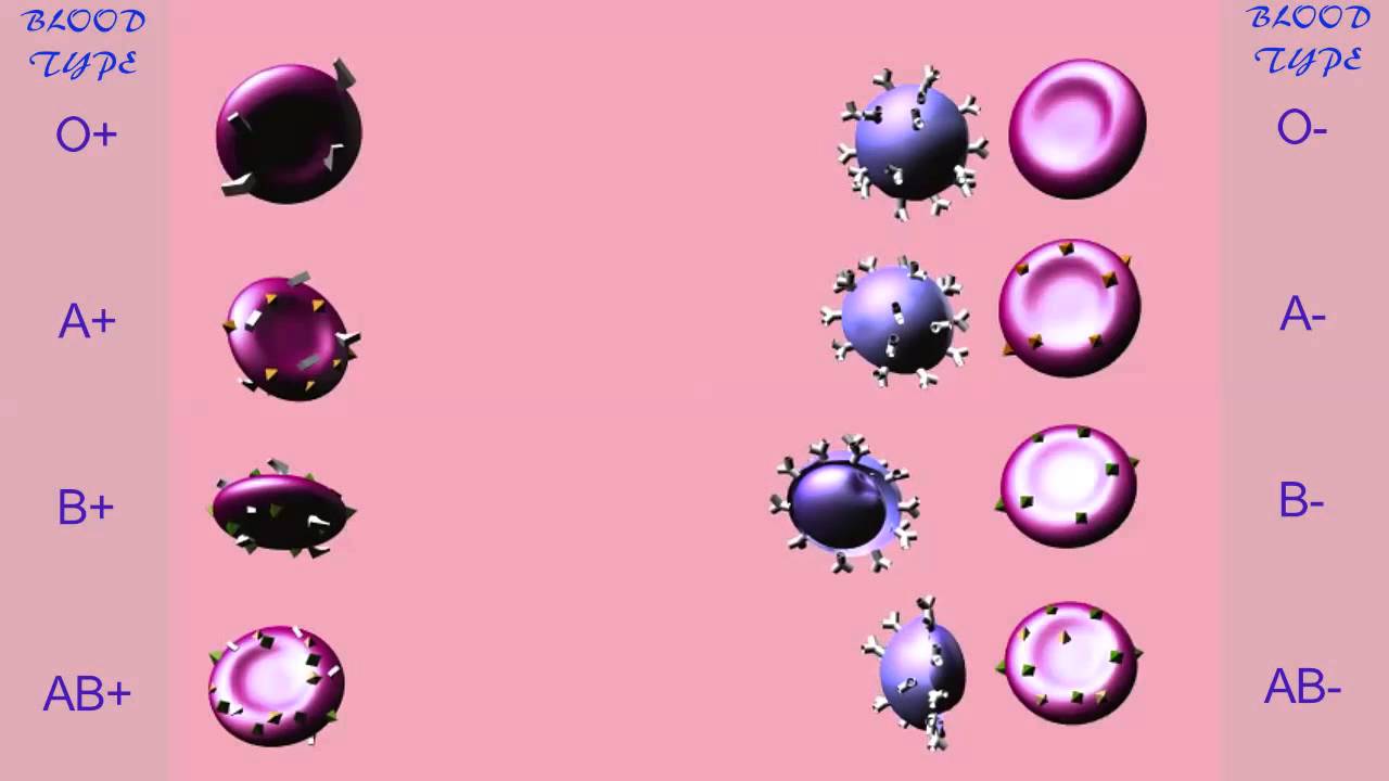 BLOOD TRANSFUSION REACTIONS: Rh FACTOR