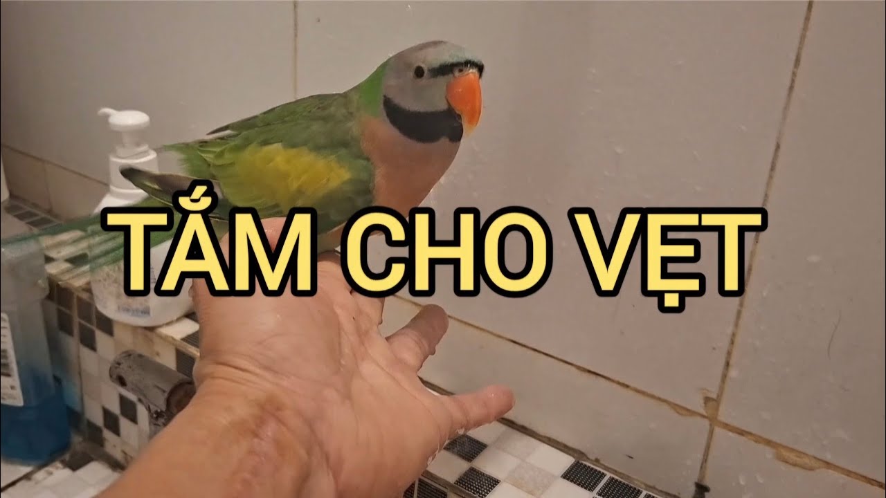Tắm cho vẹt theo cách tự nhiên.