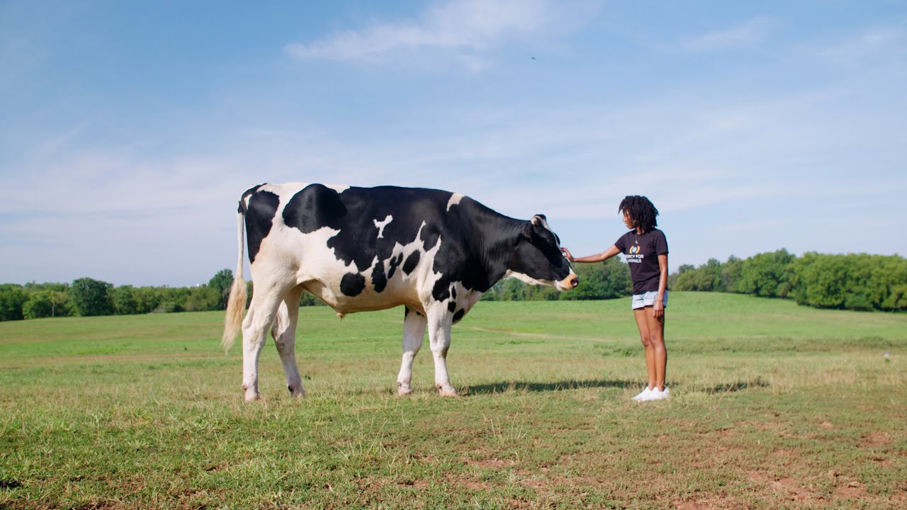 Mercy For Animals Is Disrupting the Factory Farming Industry