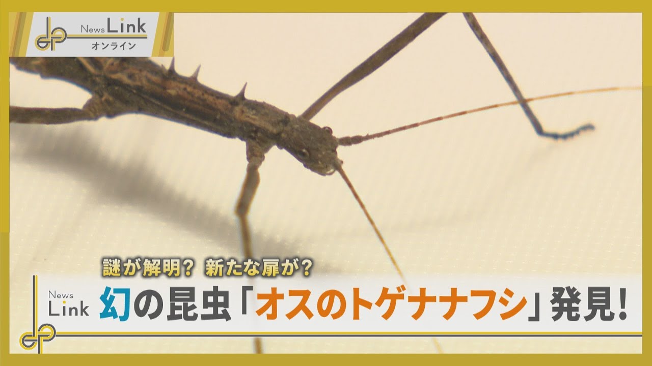 誰が解明？新たな扉が？ 横浜市で国内9例目の幻の昆虫「オスのトゲナナフシ」発見！【News Linkオンライン】