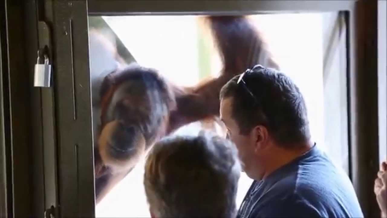 Seeing Orangutans in a New Way